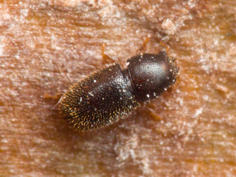 Sulcacis fronticornis (Panzer, 1809)